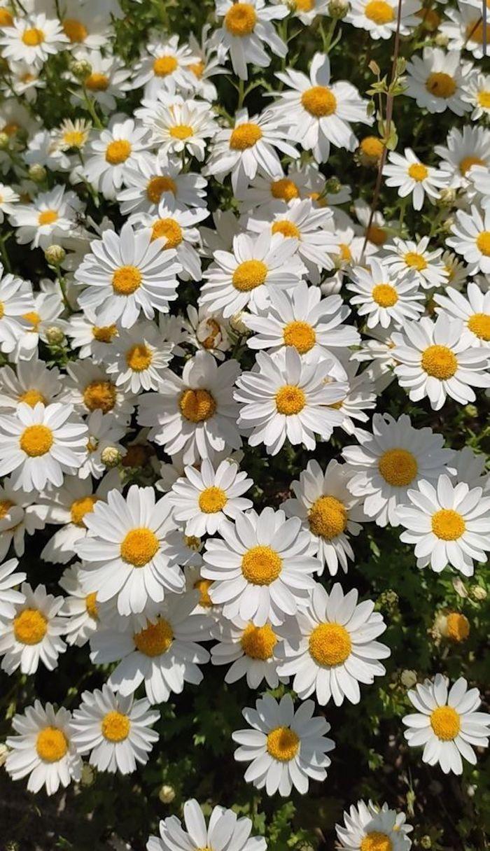 Serene Symphony White Array